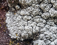 Stereocaulon condensatum