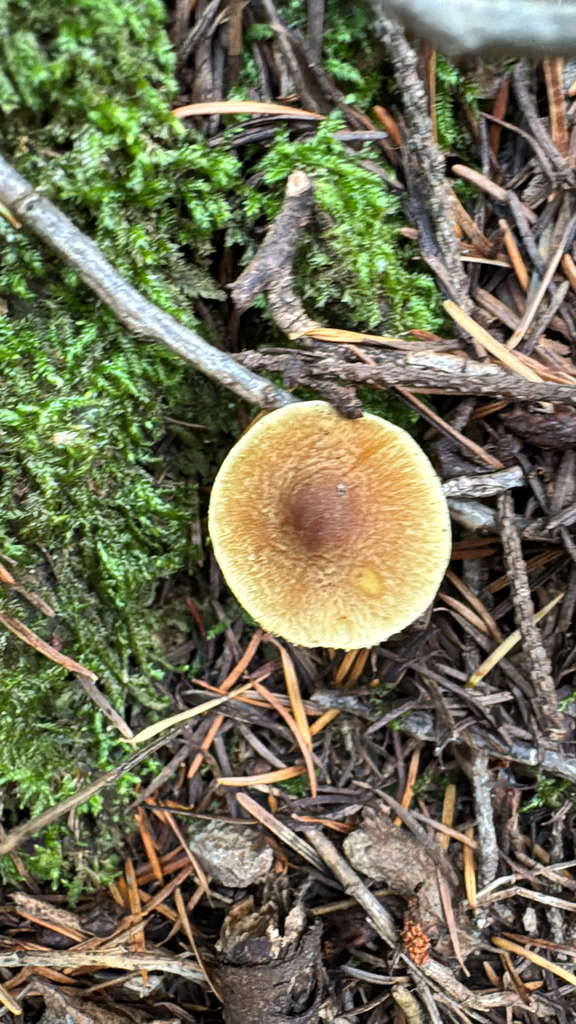 Tricholoma sulphureum · November 2025 · photo: © natureenthusiast_elle (iNaturalist, cc-by-nc)