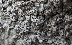 Stereocaulon condensatum