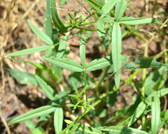 Cleome hirta