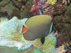 Chaetodontidae
