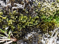 Hymenophyllum minimum