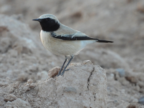 Desert Wheatear