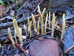 Clavariadelphus sachalinensis