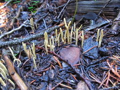 Clavariadelphus sachalinensis