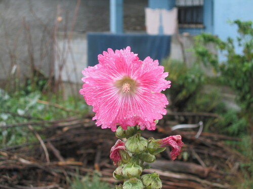 Alcea rosea