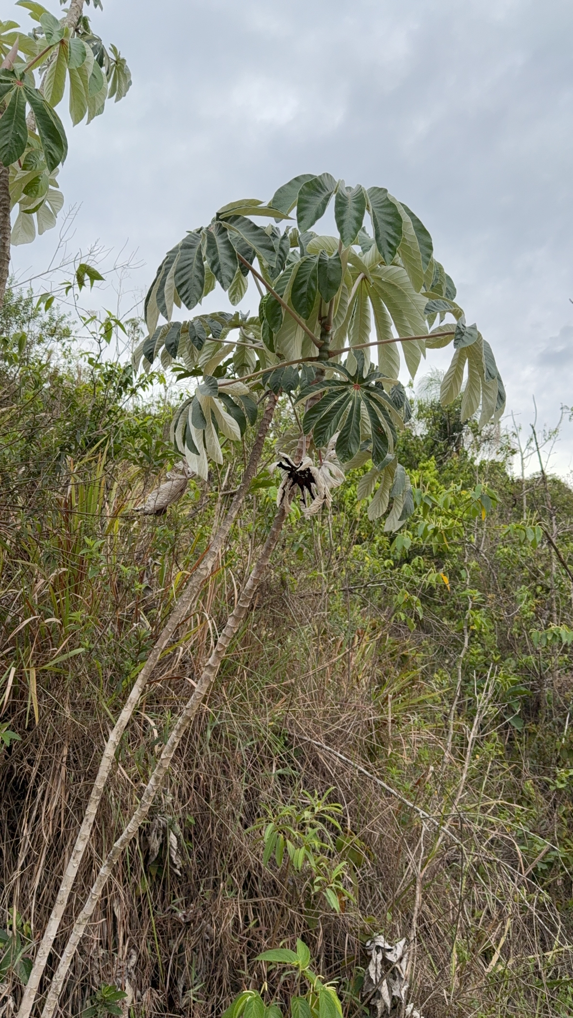 Cecropia pachystachya