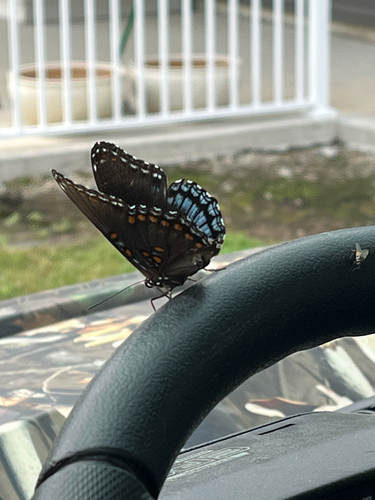 Red-spotted Purple