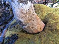 Boletus edulis grandedulis
