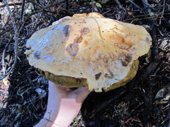 Boletus edulis grandedulis