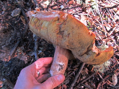 Boletus edulis grandedulis