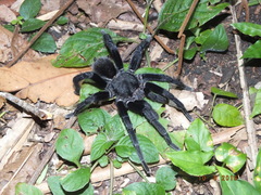 Crassicrus lamanai
