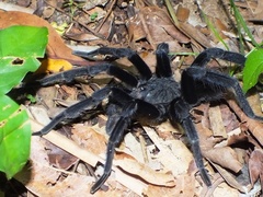 Crassicrus lamanai