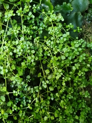 Callitriche muelleri