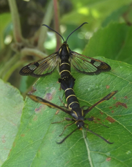 Synanthedon tipuliformis