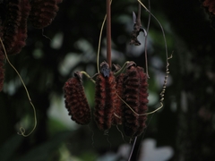 Mucuna mollis