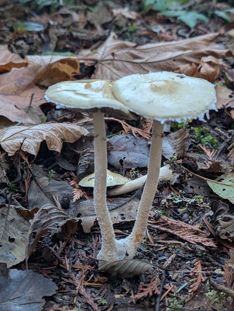 Stropharia ambigua · November 2025 · photo: © olyjah (iNaturalist, cc-by)