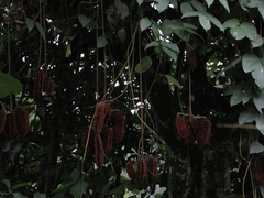 Mucuna mollis