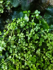 Callitriche muelleri