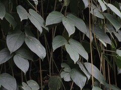 Mucuna mollis