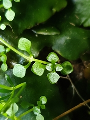 Callitriche muelleri