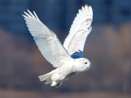 Snowy Owl
