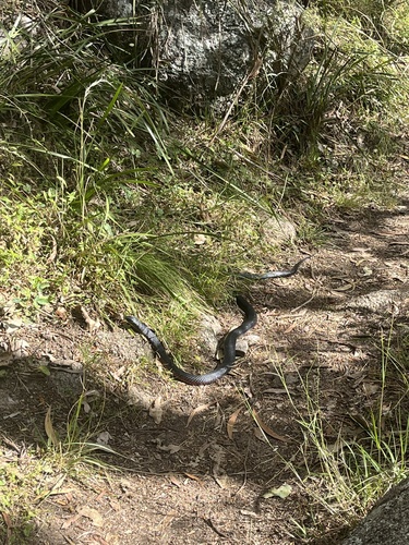 Red-bellied Black Snake sighting