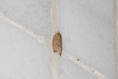 Scythropiodes