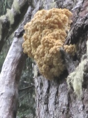 Hericium abietis