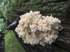 Hericium abietis