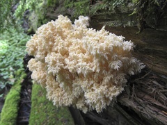 Hericium abietis