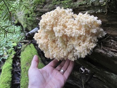 Hericium abietis