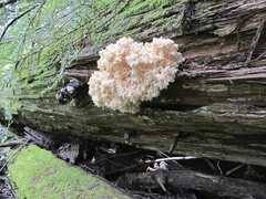 Hericium abietis