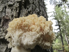 Hericium abietis