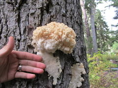Hericium abietis