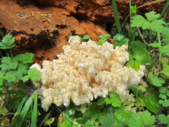 Hericium abietis