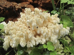 Hericium abietis