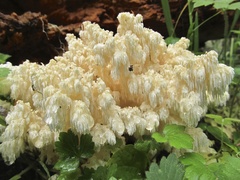 Hericium abietis