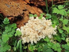 Hericium abietis