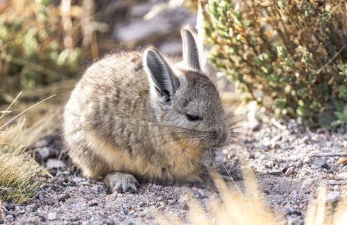 Mountain Viscacha, photo 8 of 9