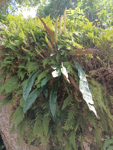 Pyrrosia stigmosa observed 2025-11-30