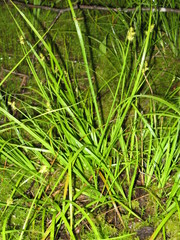 Carex wiegandii