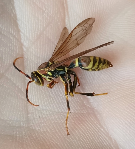 Guinea Paper Wasp