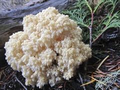 Hericium abietis