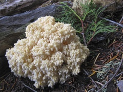 Hericium abietis
