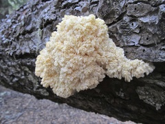 Hericium abietis