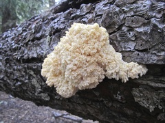 Hericium abietis
