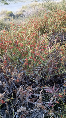 Ephedra ochreata, photograph 6