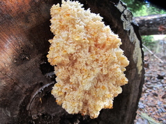 Hericium abietis