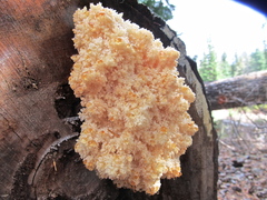 Hericium abietis